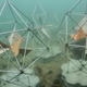 Illustration for article titled The Sydney Opera Houses New Artificial Reefs Look Like Works of Art